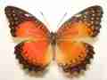 Nymphalis antiopa (Camberwell Beauty) hygiaea aberration cold shock (Internet Image property of respective owner, non-commercial use only)